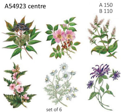 A54923