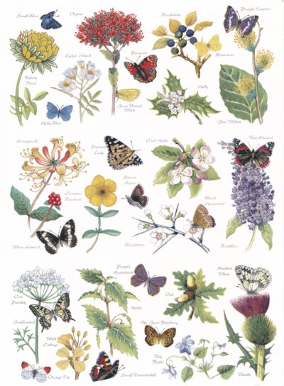 M216 NATURES WOODLAND MUGWRAPS