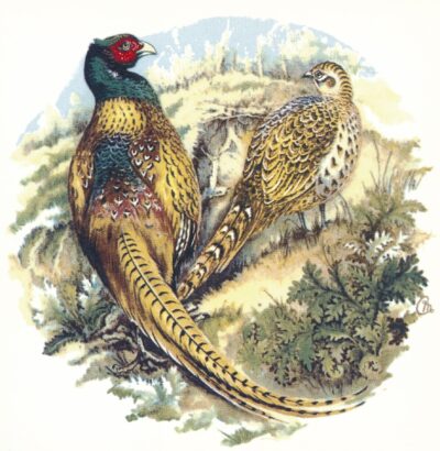 M201 PHEASANT